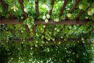 Fruit Farm